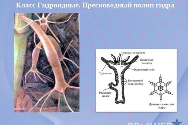 Пользователь не найден на кракене